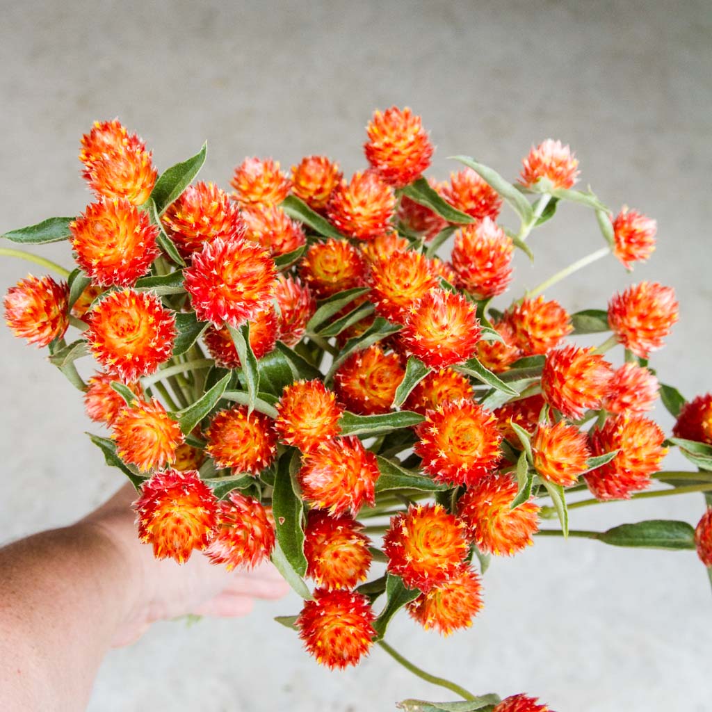 Handful of Gomphrena Orange