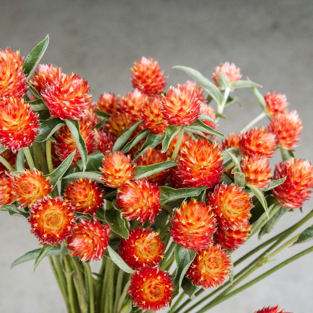 Gomphrena Orange