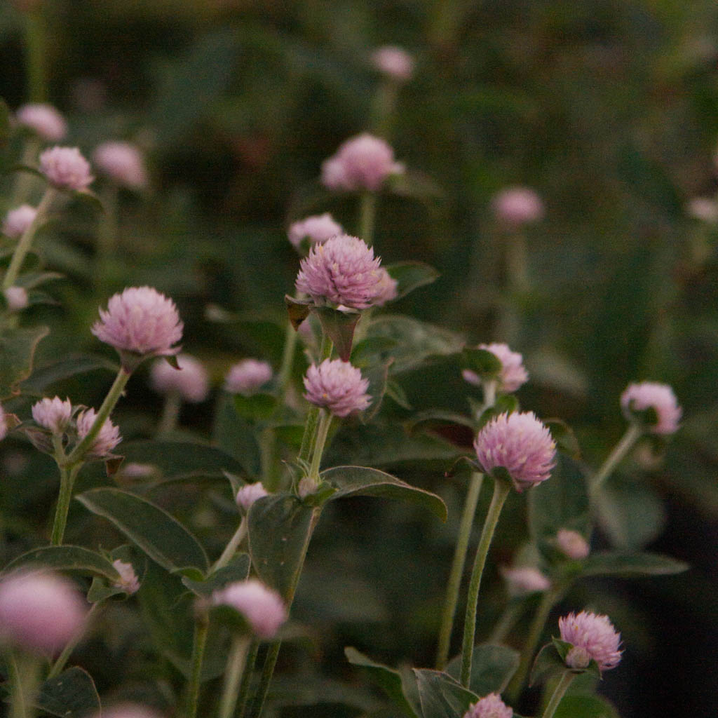 Gomphrena - Pink