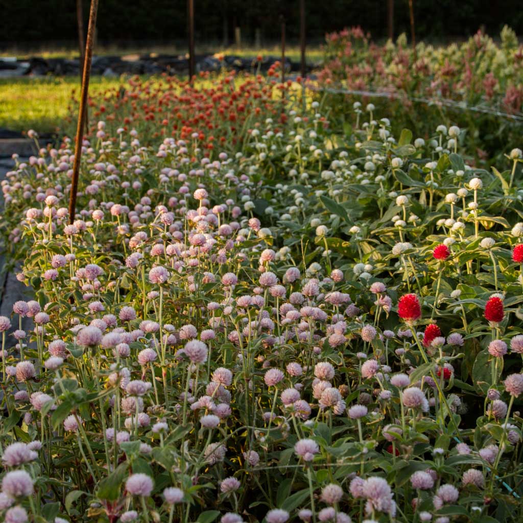 Gomphrena - Pink