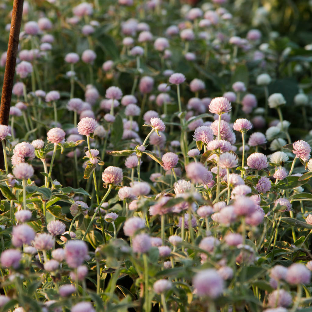 Gomphrena - Pink