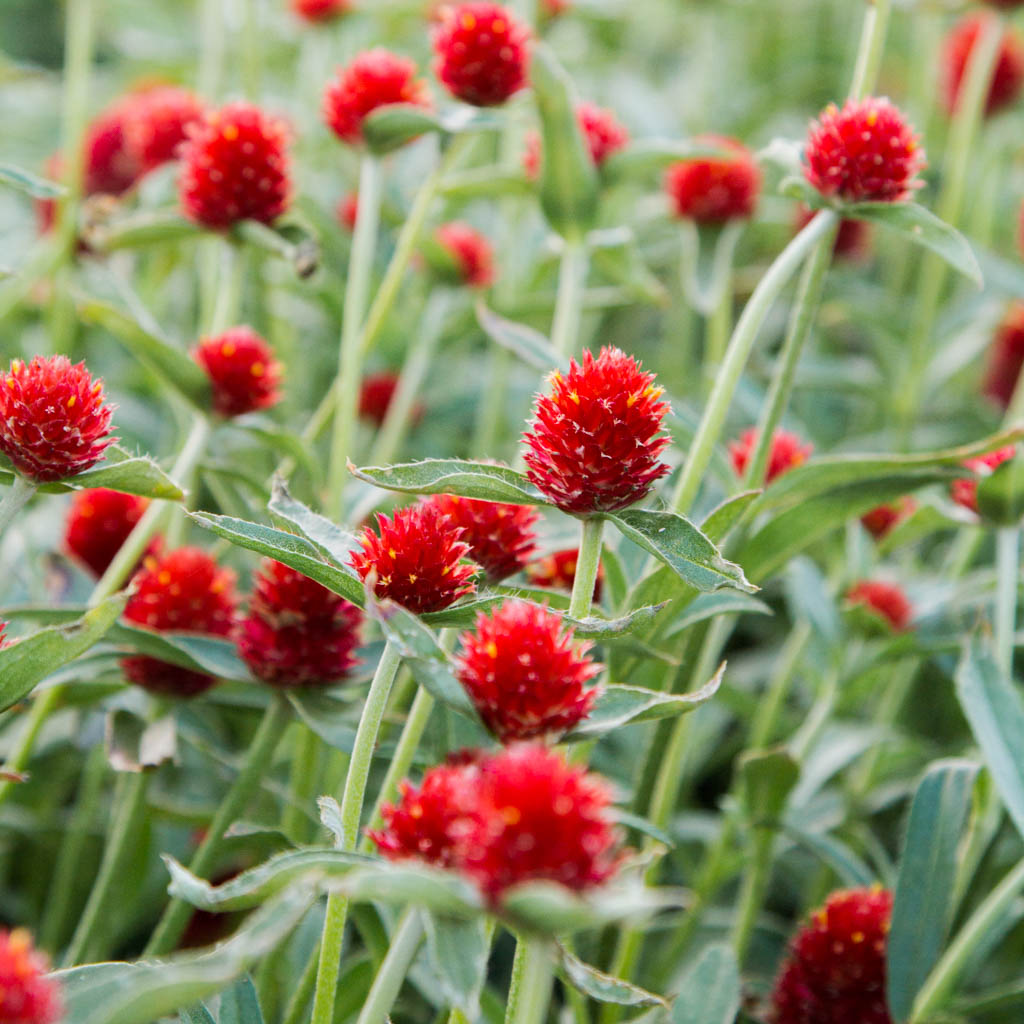 Gomphrena - Strawberry Fields