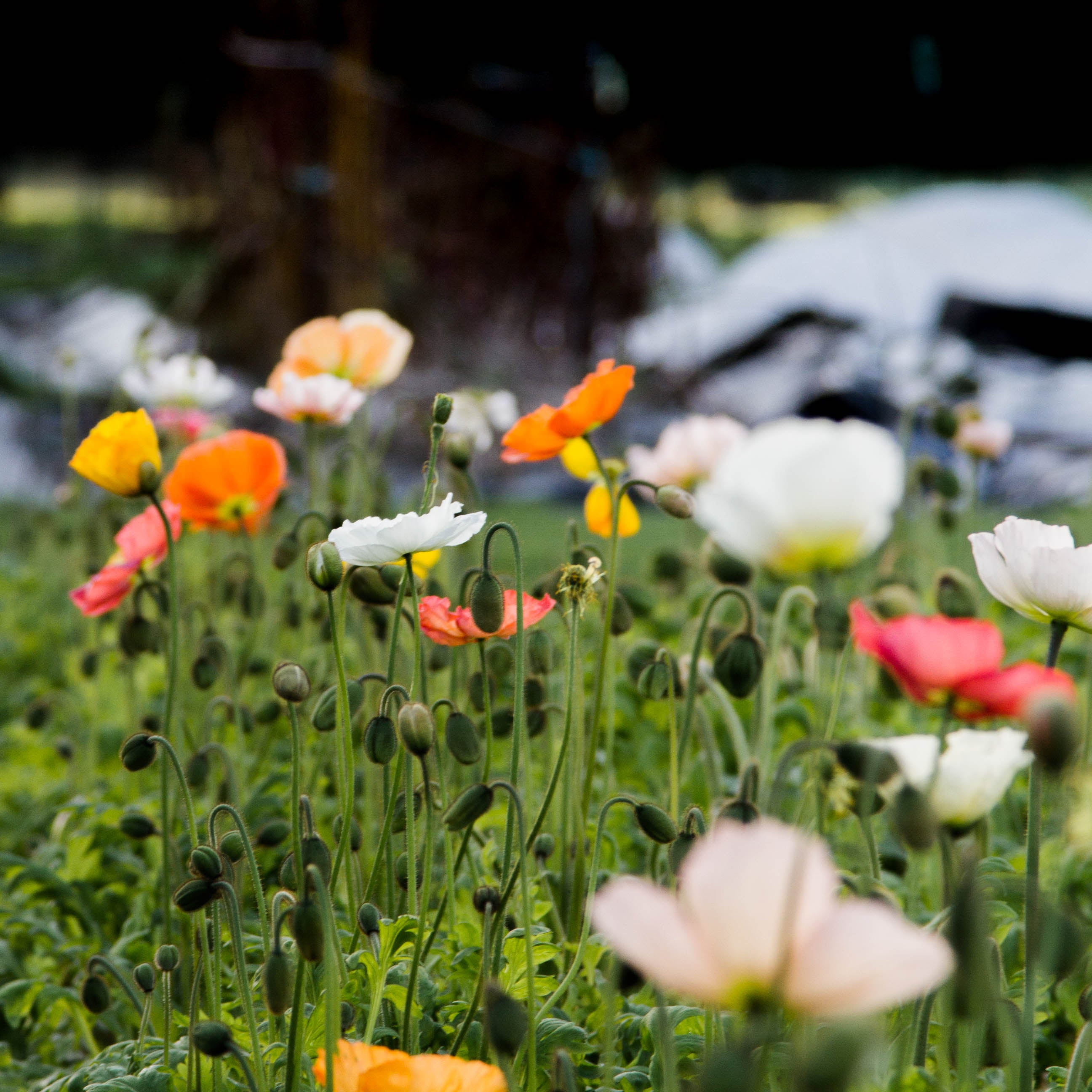 Poppy - Iceland Springsong