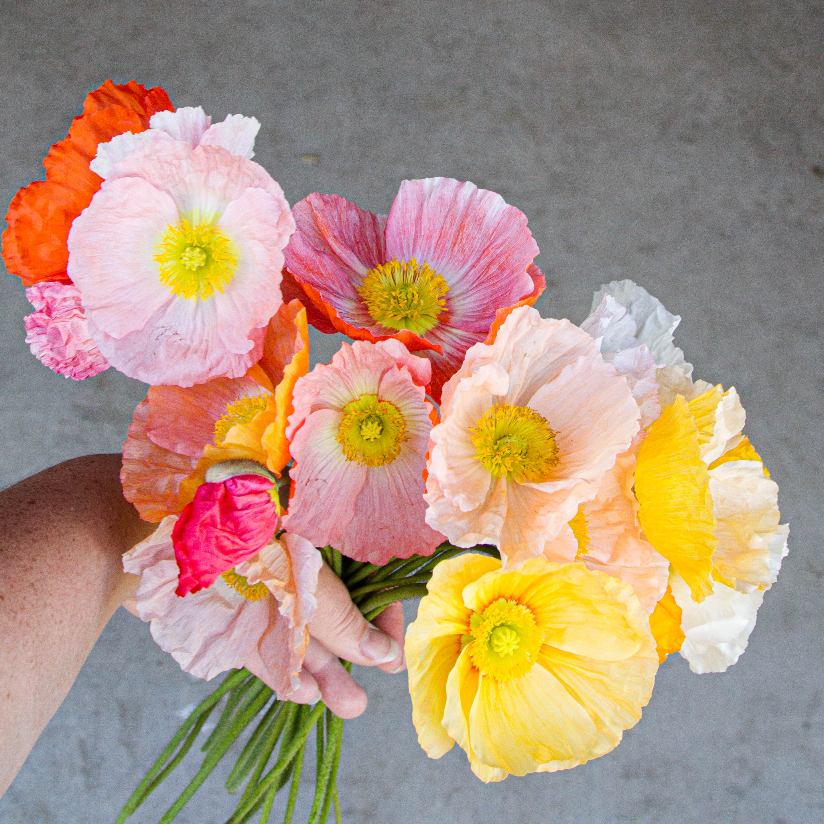 POPPY - Springsong - PLANTS