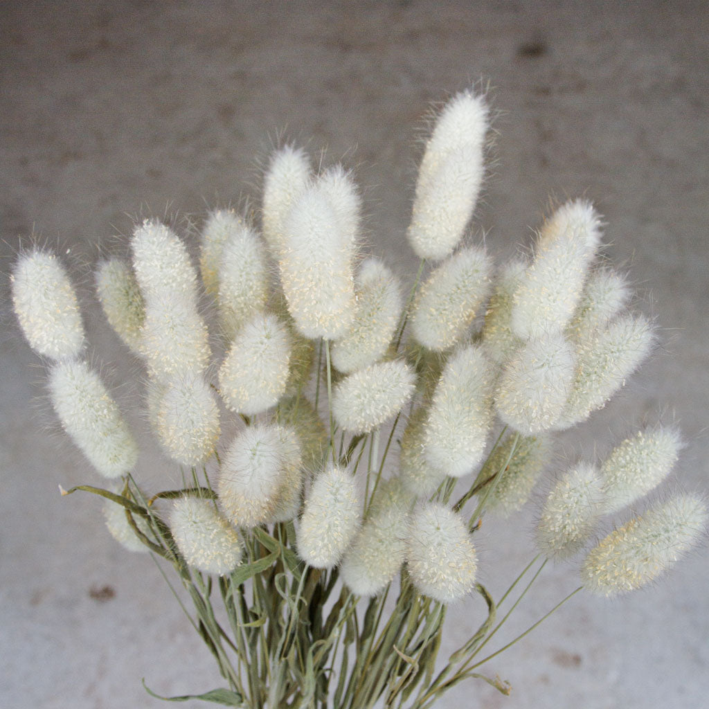 Bunny Tail Grass