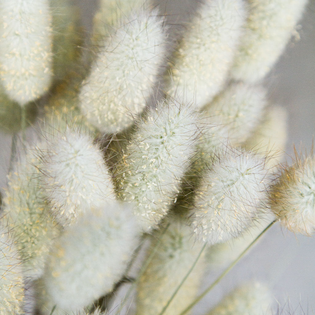 Bunny Tail Grass