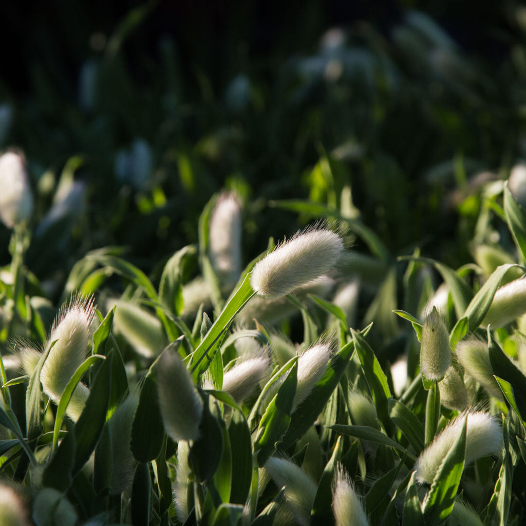 Bunny Tail Grass