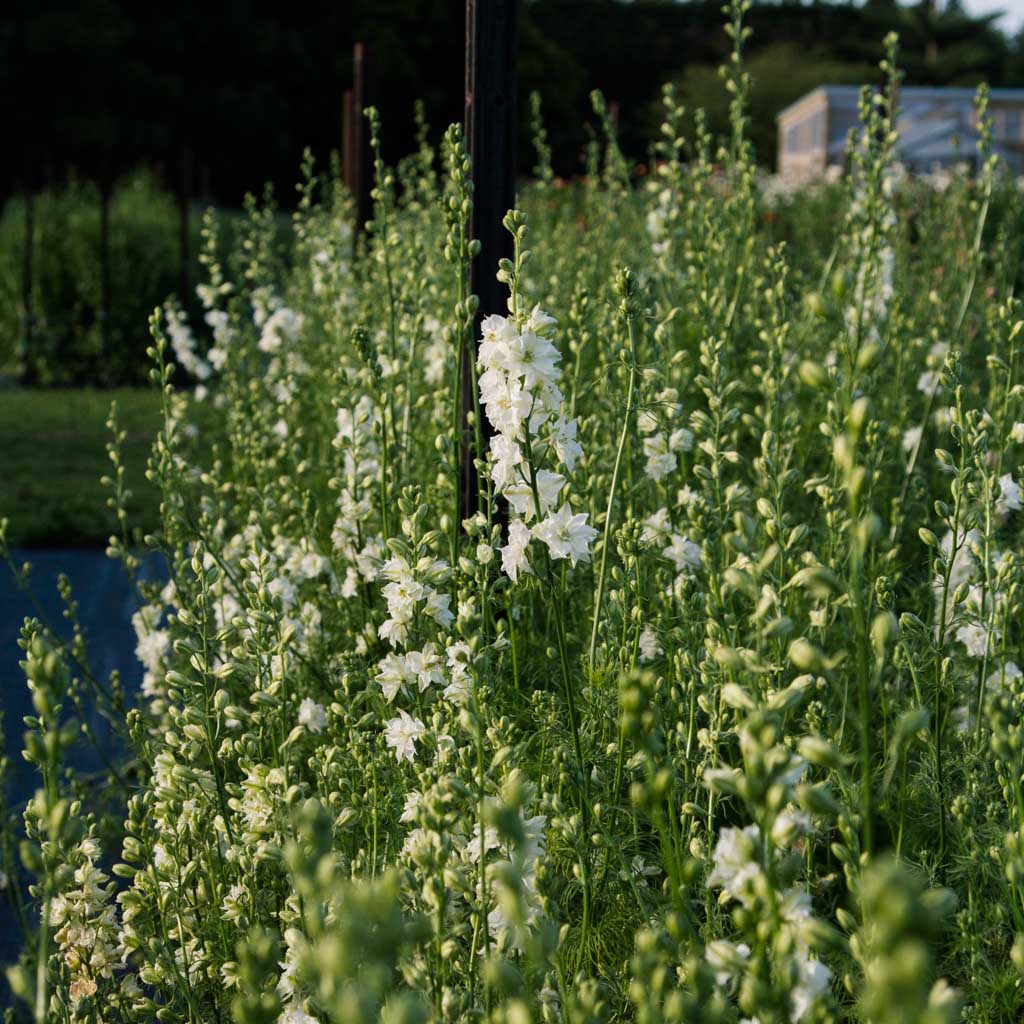 Larkspur - White