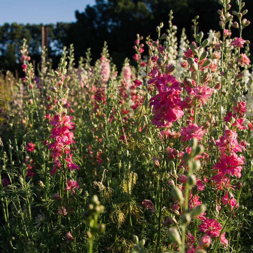 Larkspur - Carmine