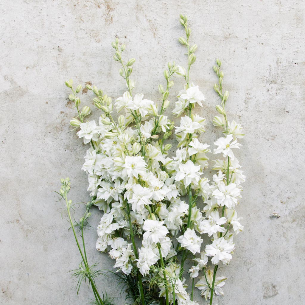 Larkspur - White