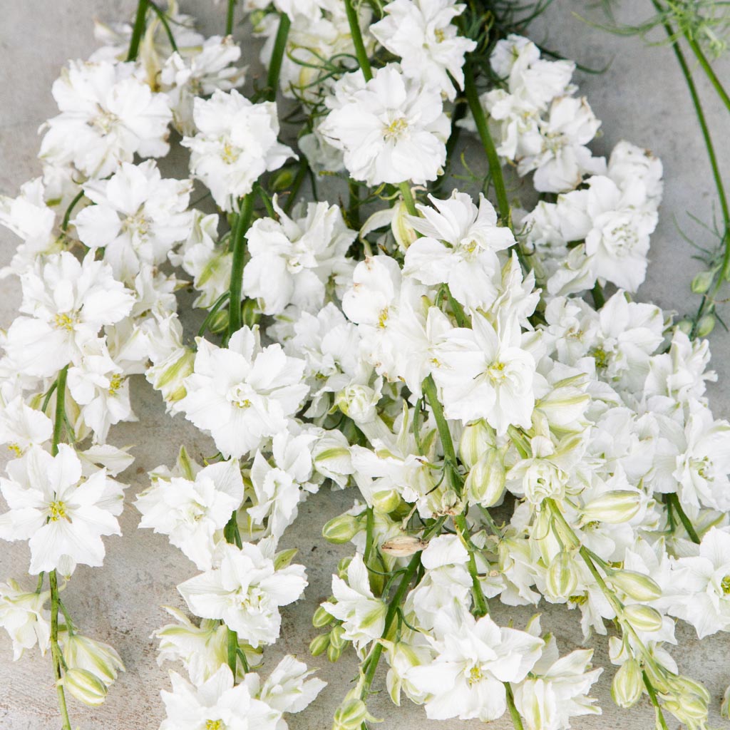 Larkspur - White