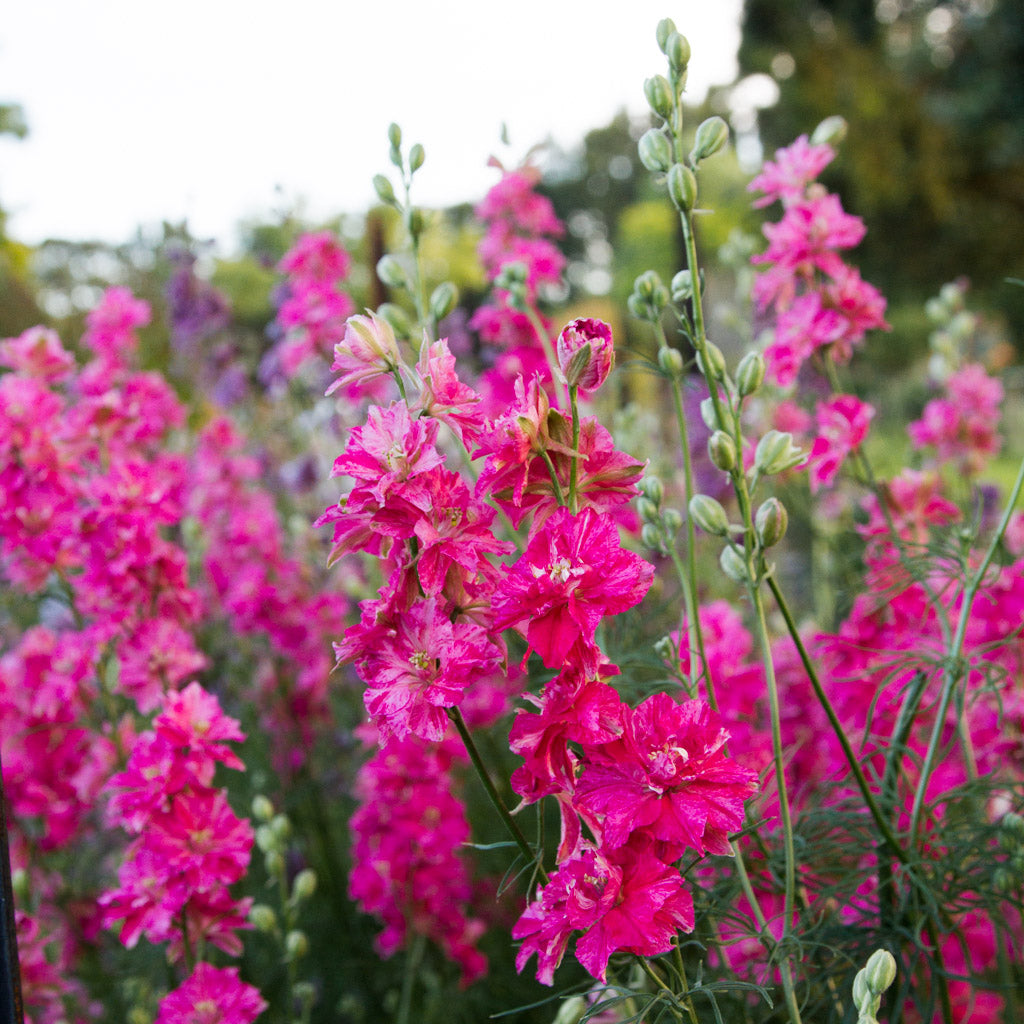 Larkspur - Carmine