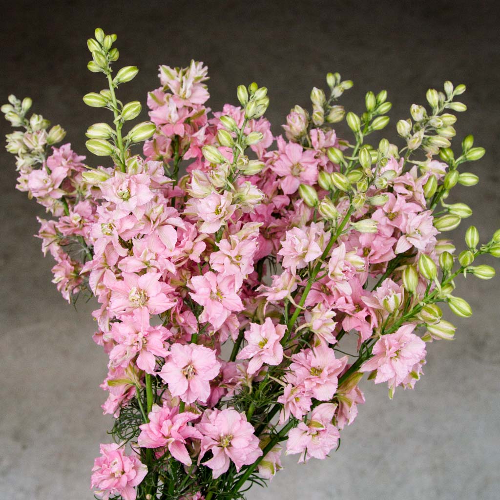 Larkspur - Light Pink