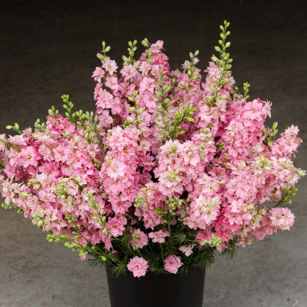 Larkspur - Light Pink