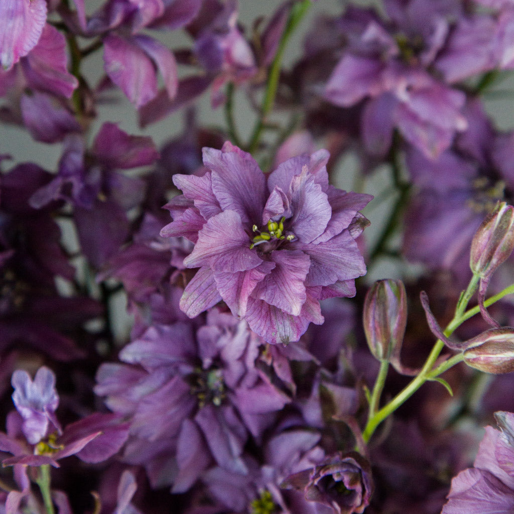 Larkspur - Misty Lavender