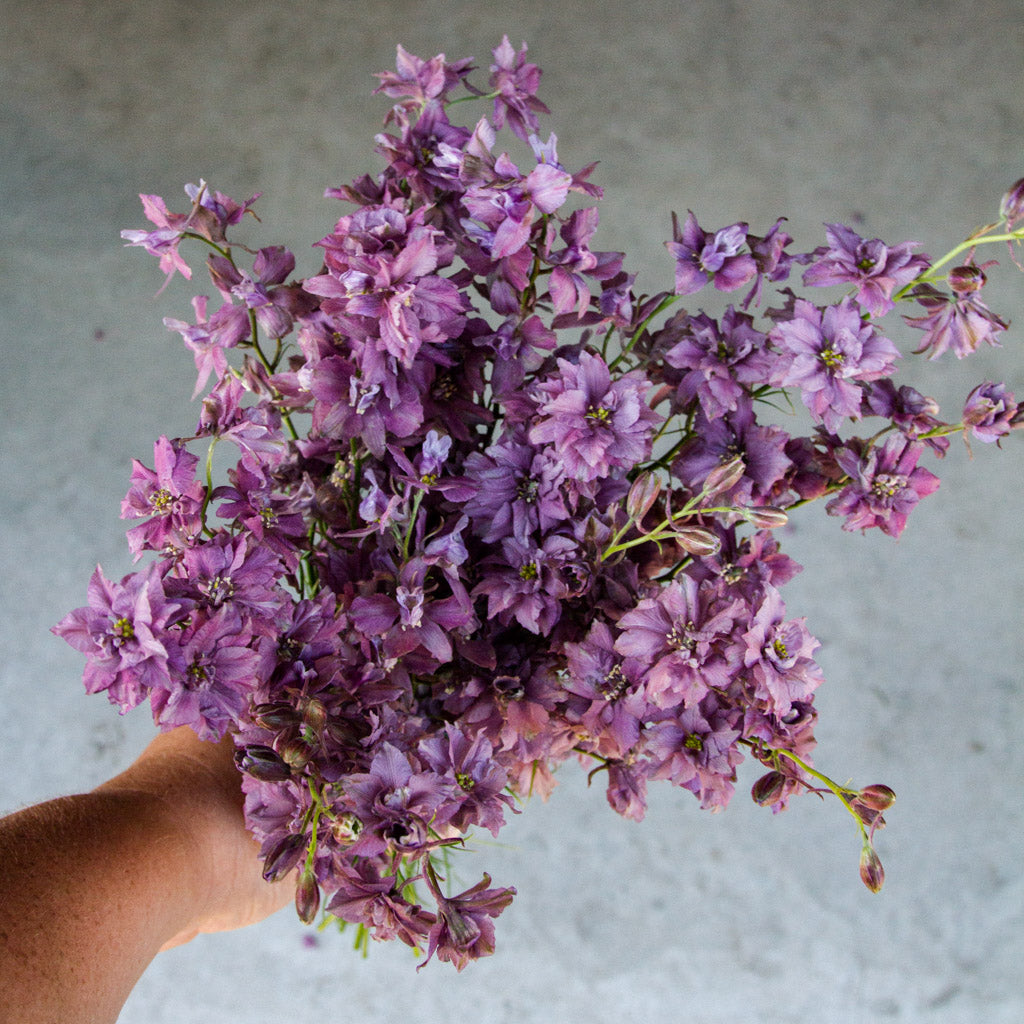 larkspur misty lavender seeds Larkspur
