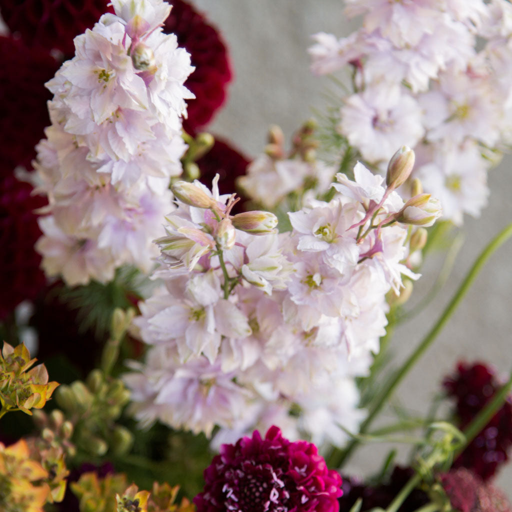 Larkspur - Smokey Eyes