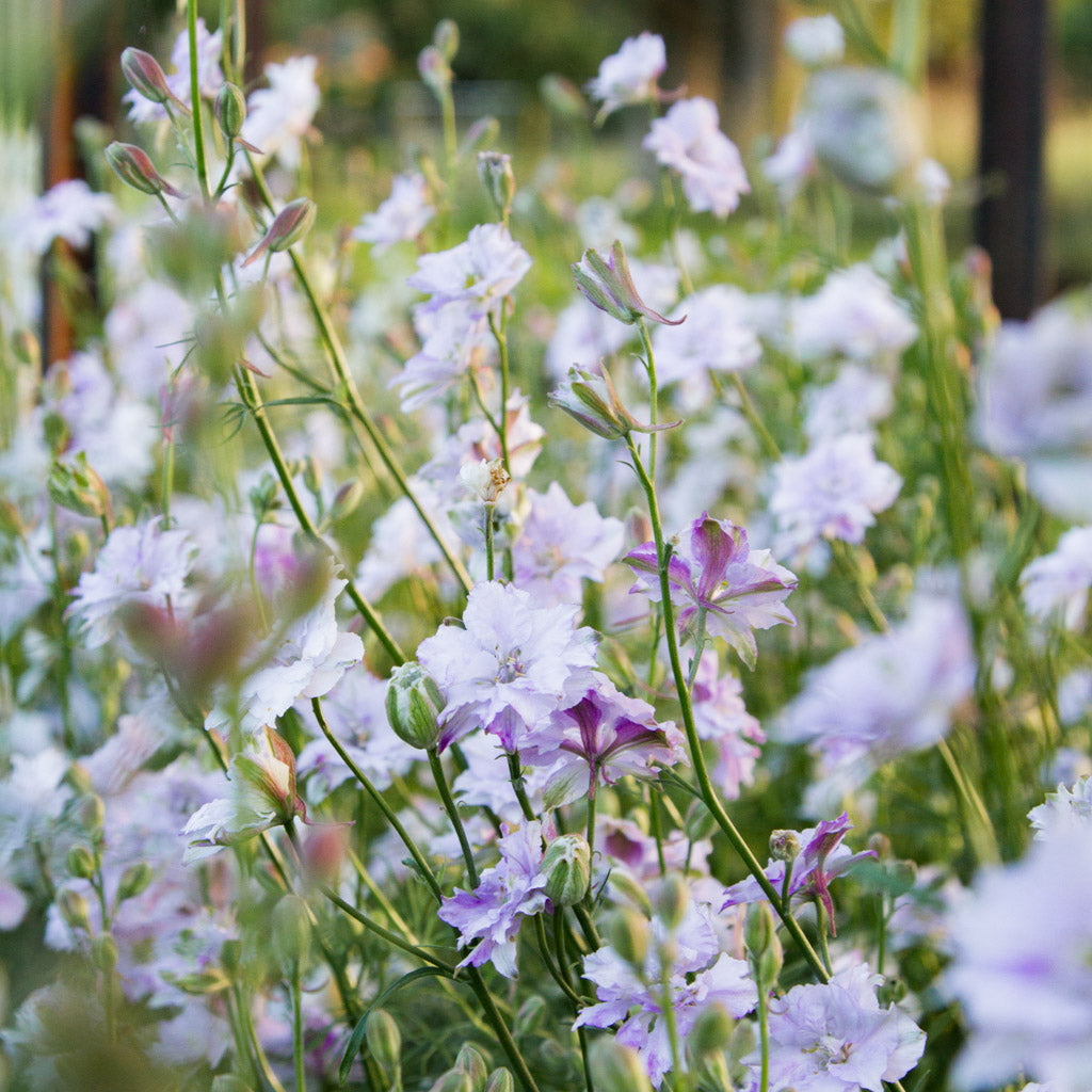 Larkspur - Smokey Eyes