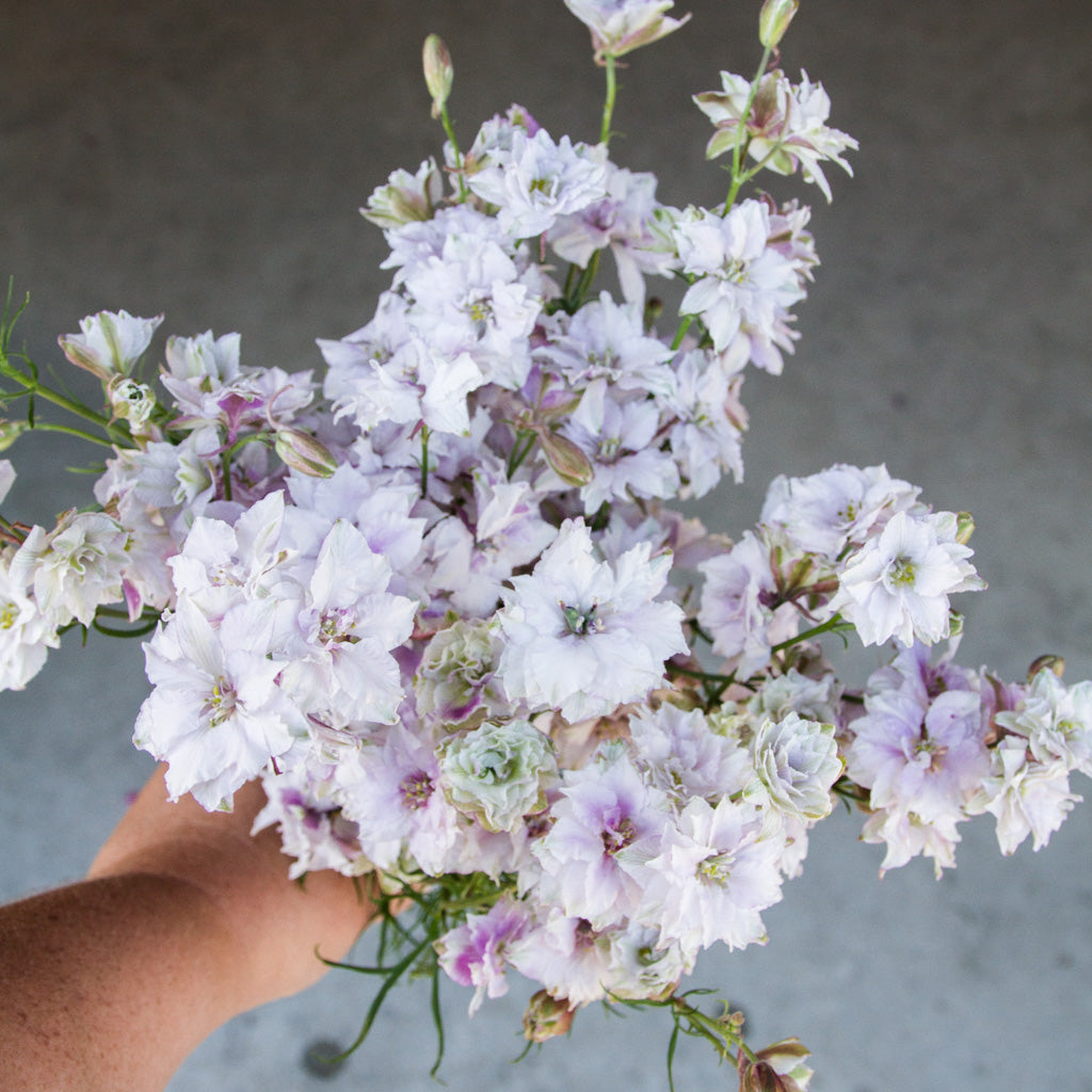 Larkspur - Smokey Eyes