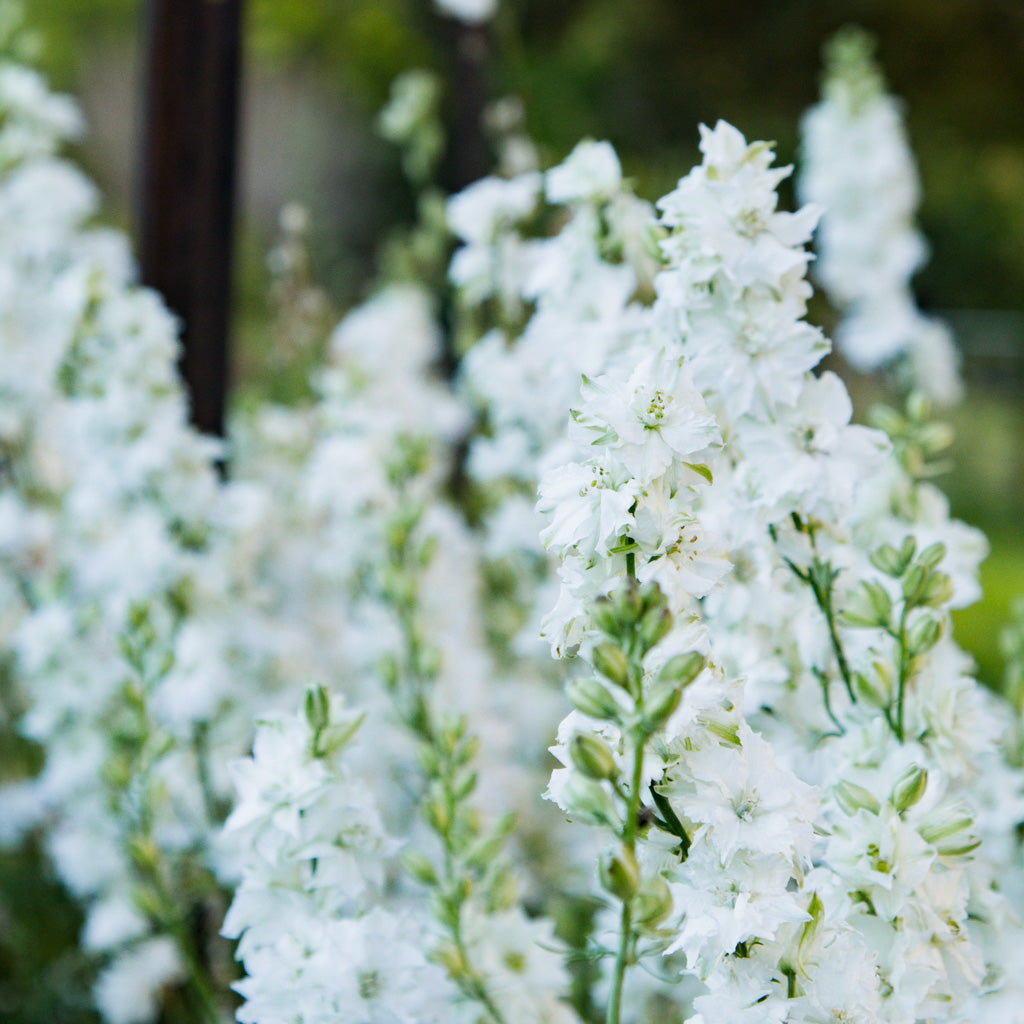 Larkspur - White