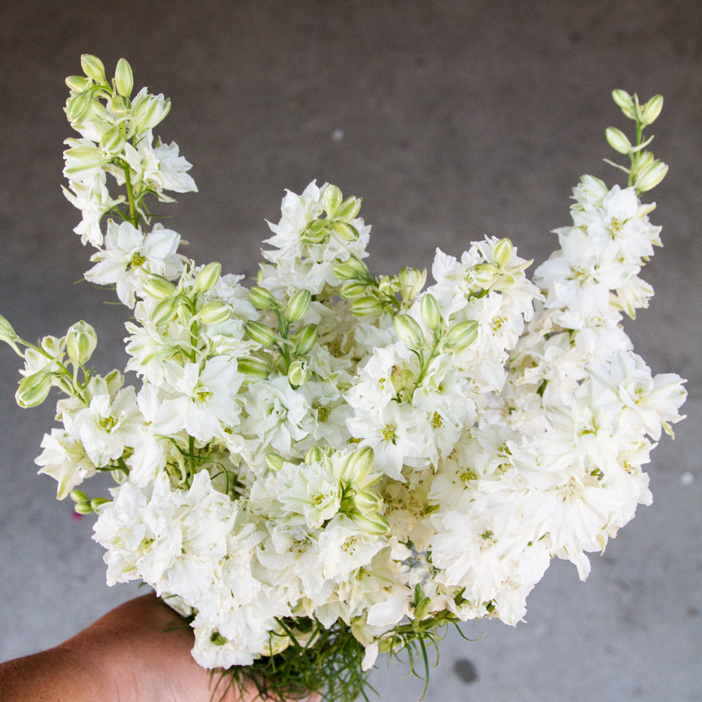 Larkspur - White