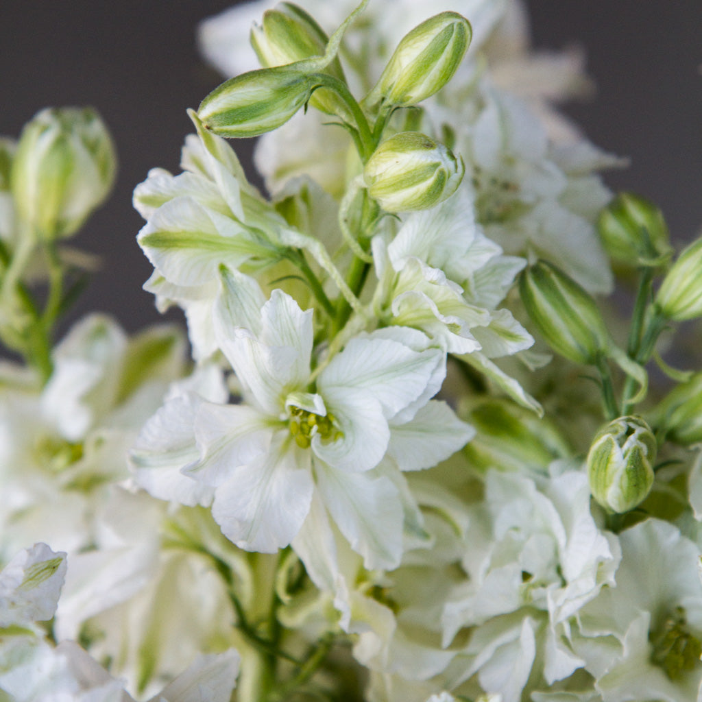 Larkspur - White