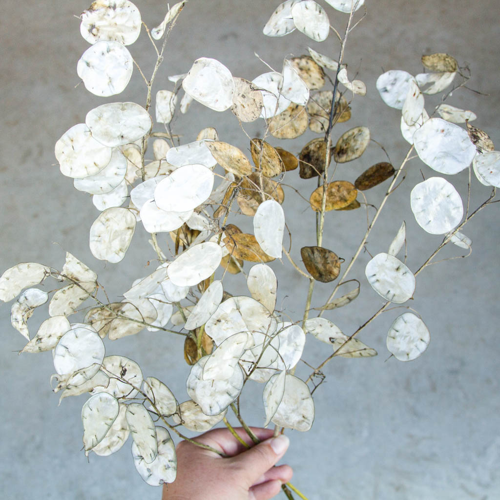 Lunaria - Honesty Seeds
