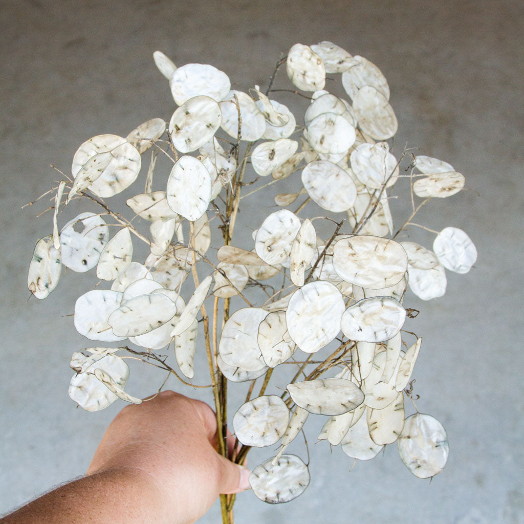 Lunaria - Honesty Seeds