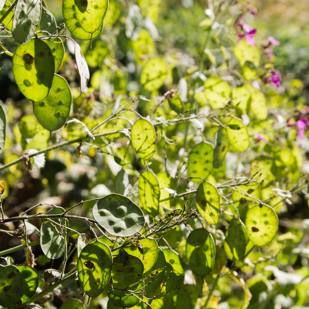 Lunaria - Honesty Seeds