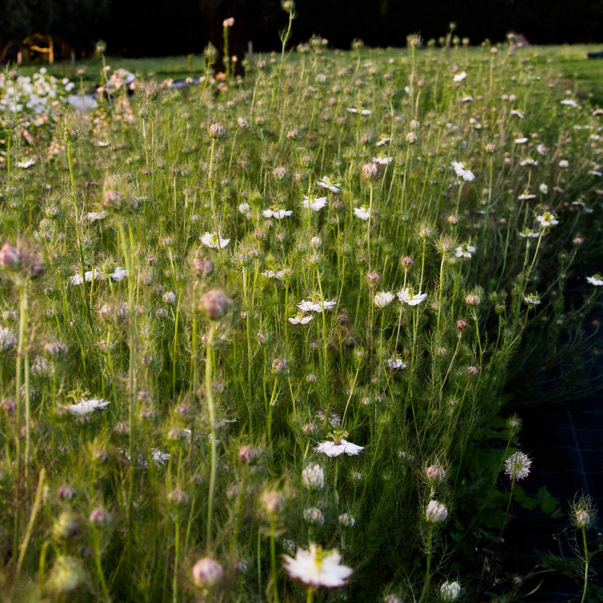 NIGELLA - Albion Black - PLANTS