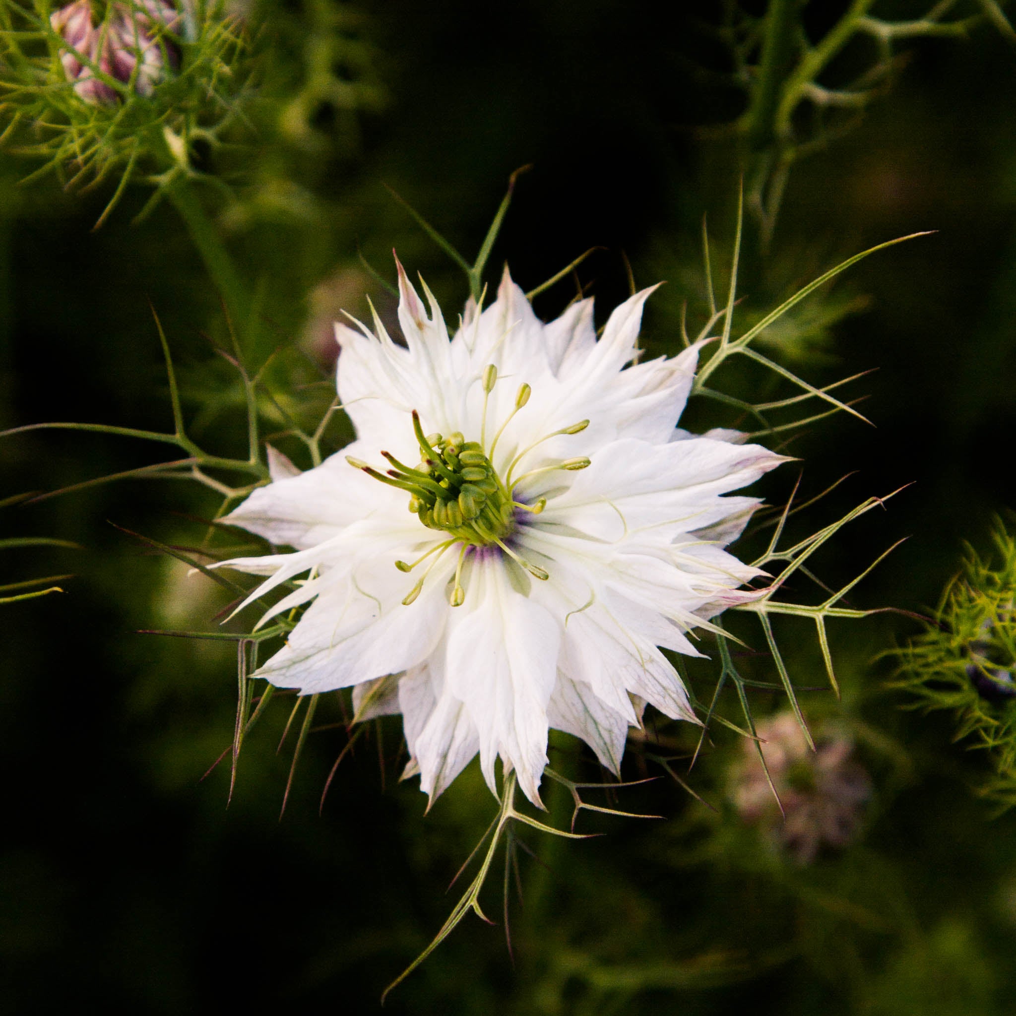 NIGELLA - Albion Black - PLANTS