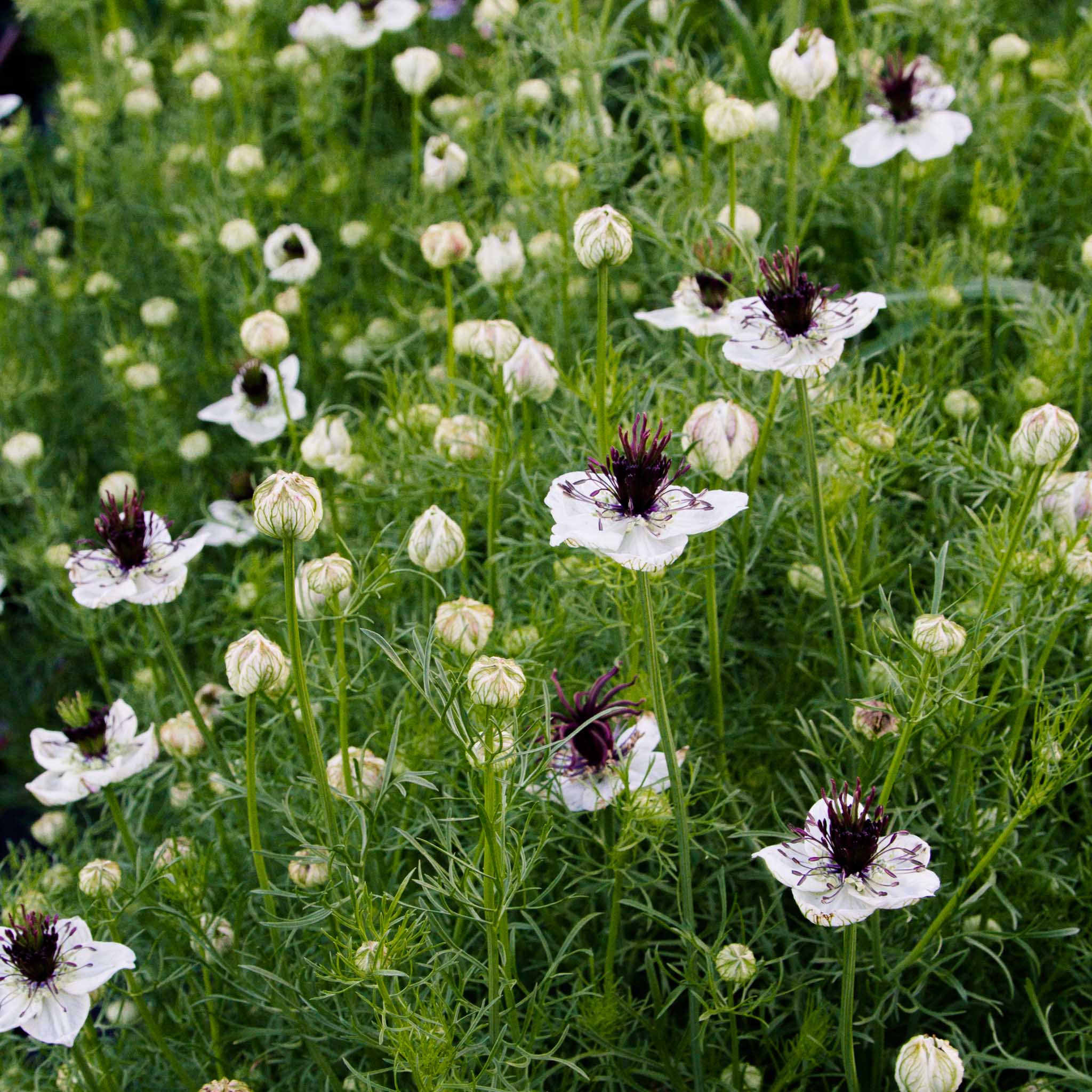 NIGELLA - African Bride - PLANTS