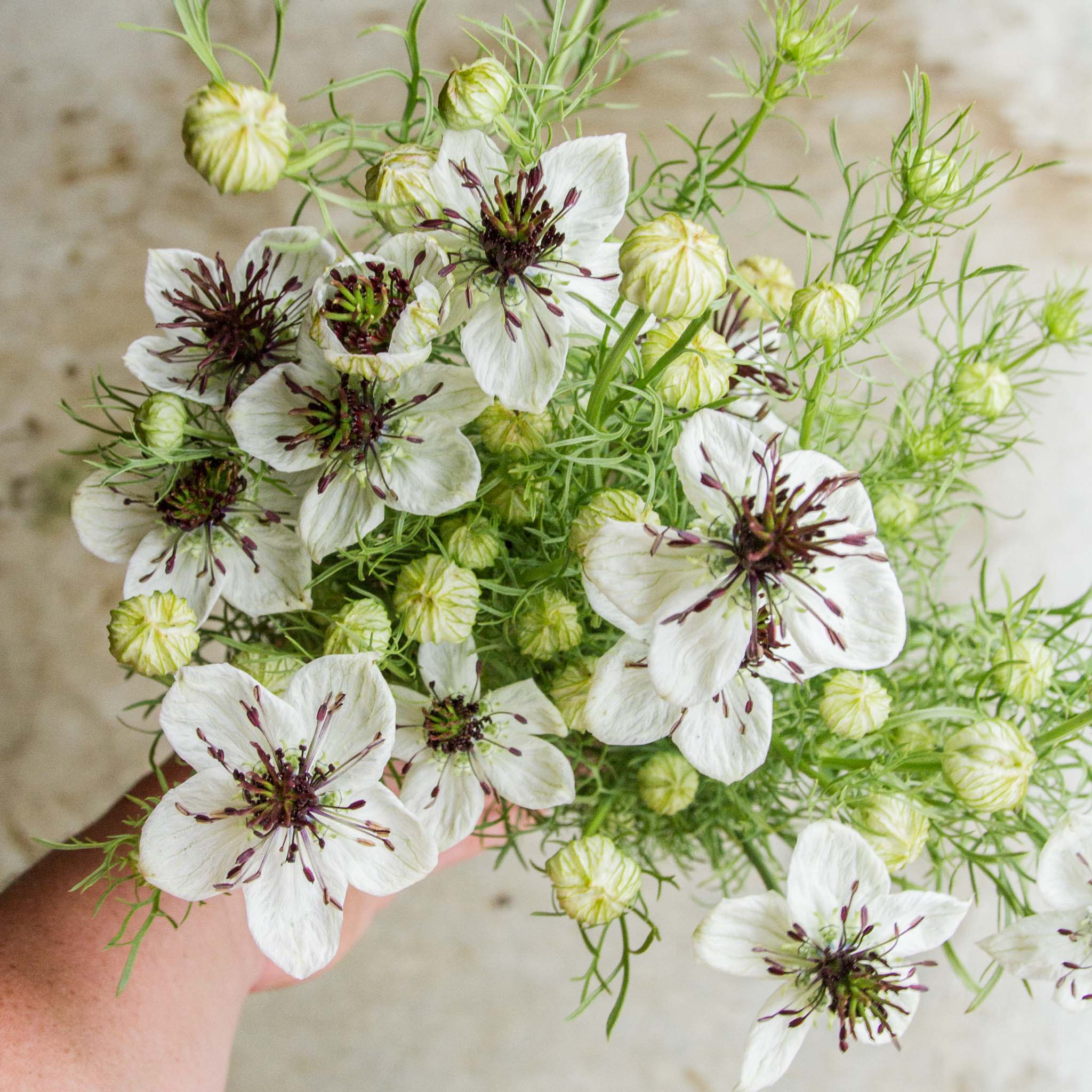 NIGELLA - African Bride - PLANTS