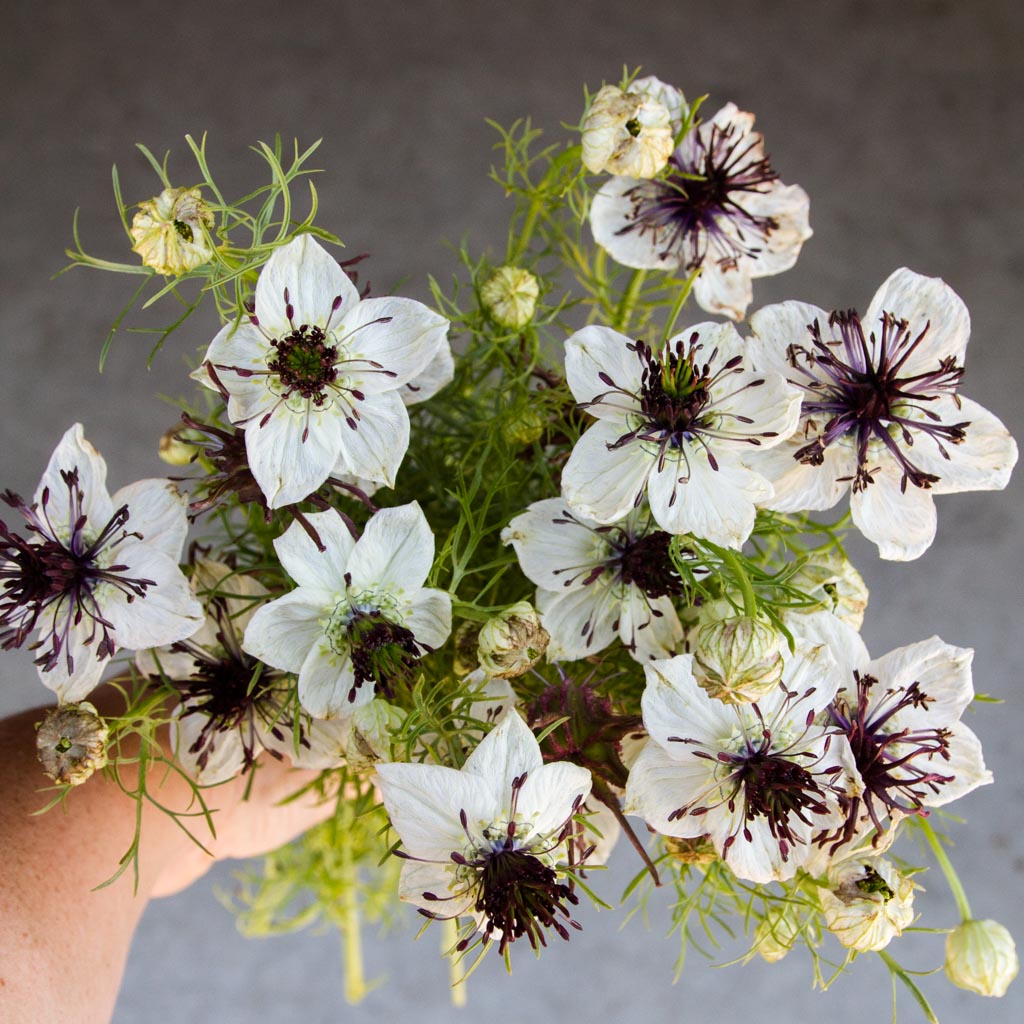 NIGELLA - African Bride - PLANTS