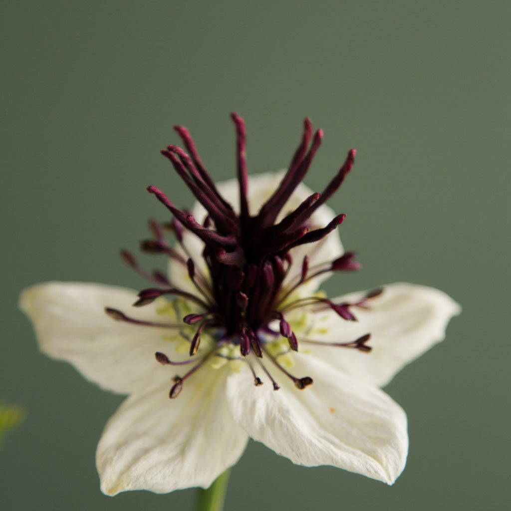 NIGELLA - African Bride - PLANTS