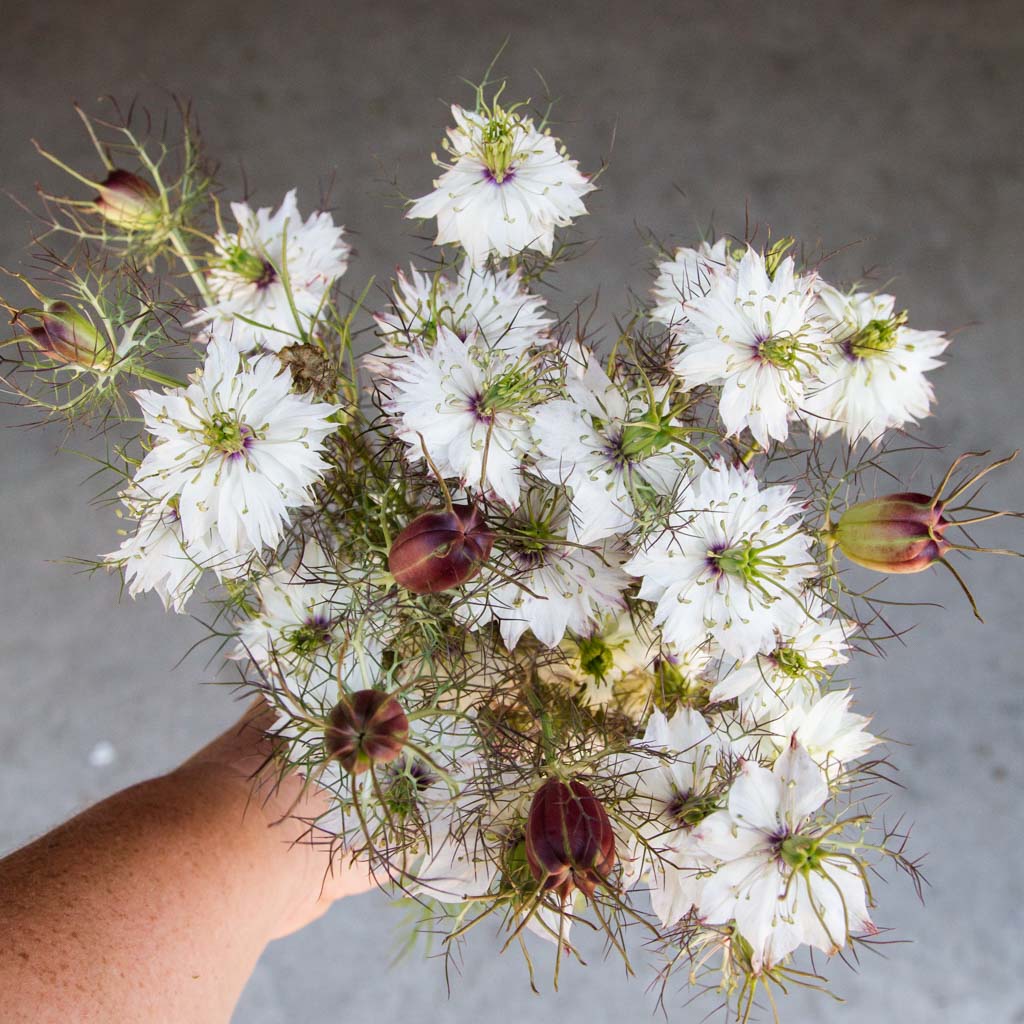 Nigella - Albion Black Pod