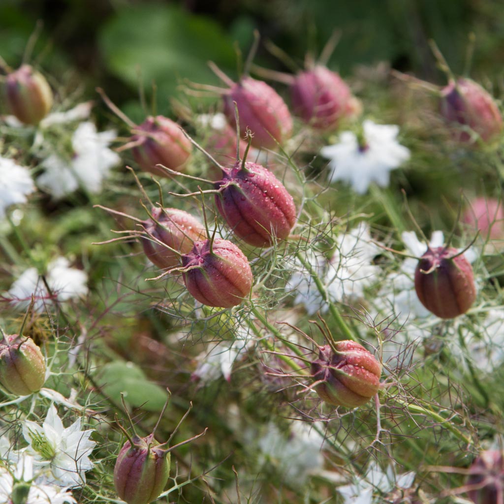 NIGELLA - Albion Black - PLANTS