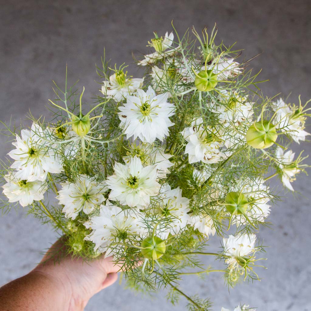 Nigella - Albion Green Pod