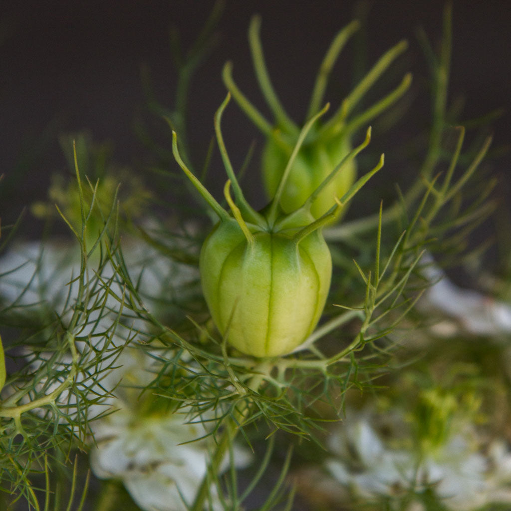 Nigella - Albion Green Pod