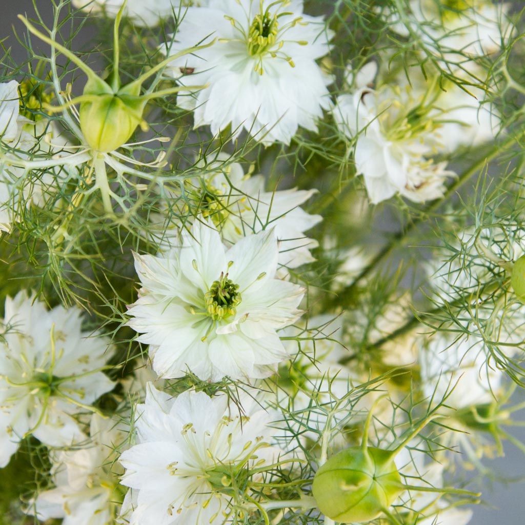 Nigella - Albion Green Pod