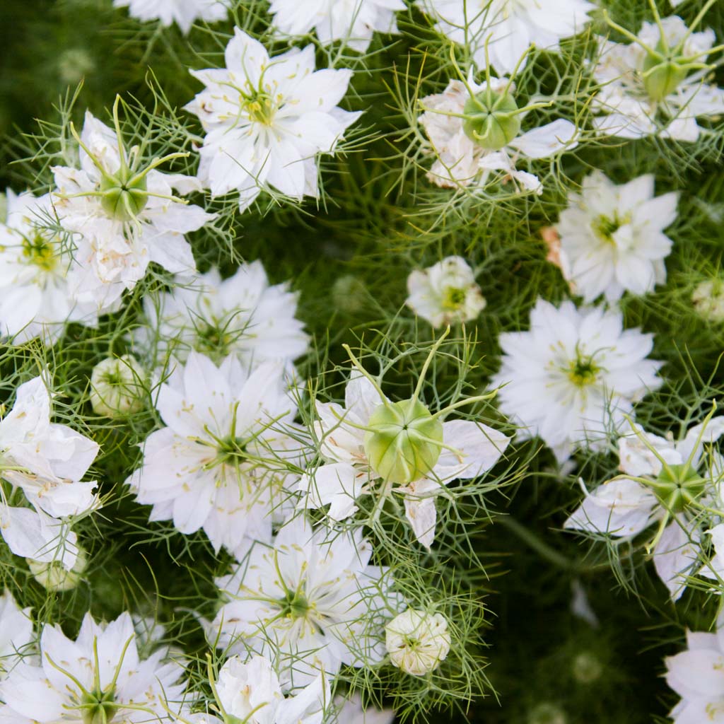 Nigella - Albion Green Pod