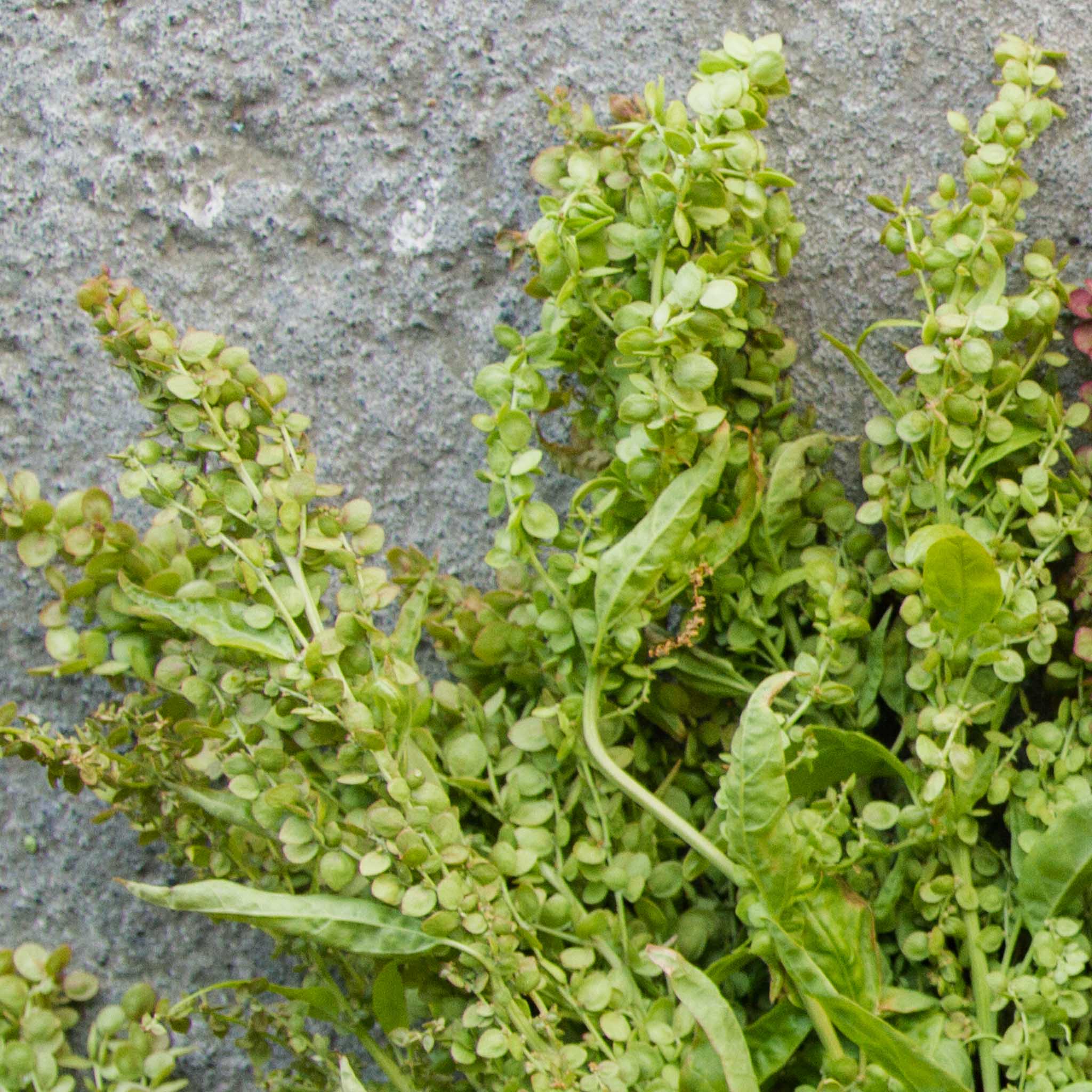 Orach - Golden