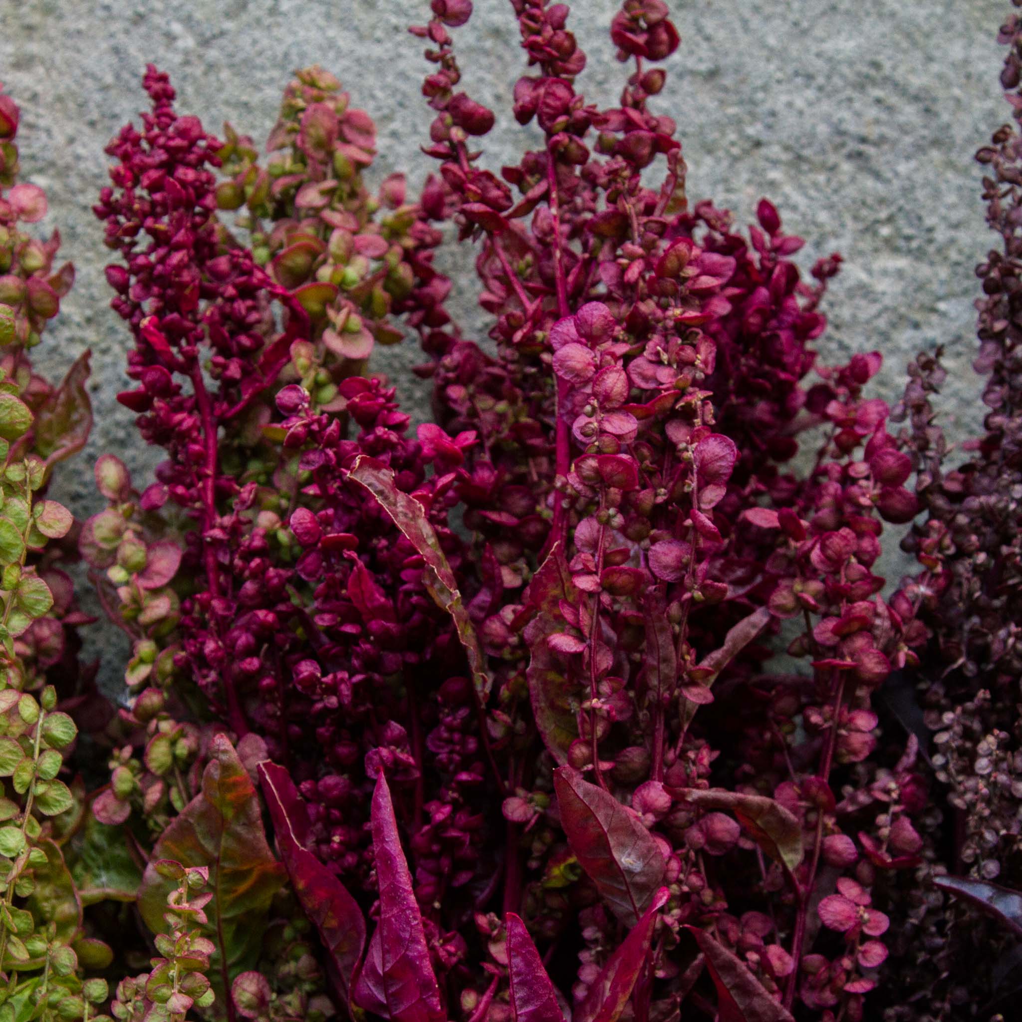Orach - Magenta