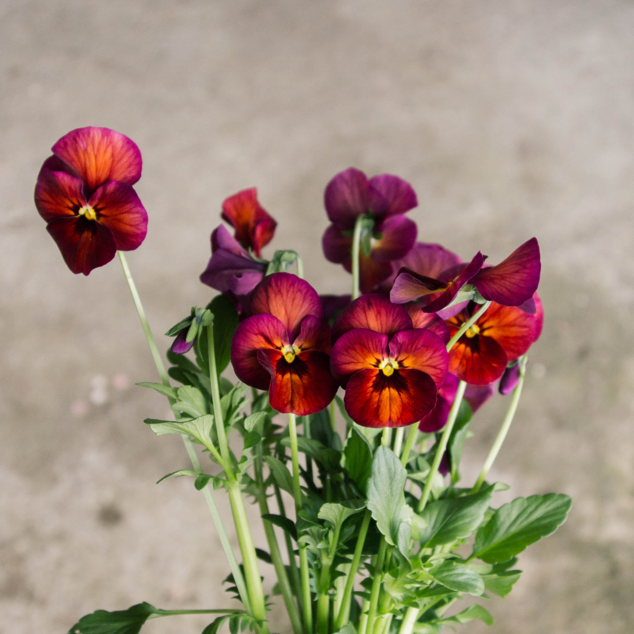 Pansy - Nature Mulberry Shades