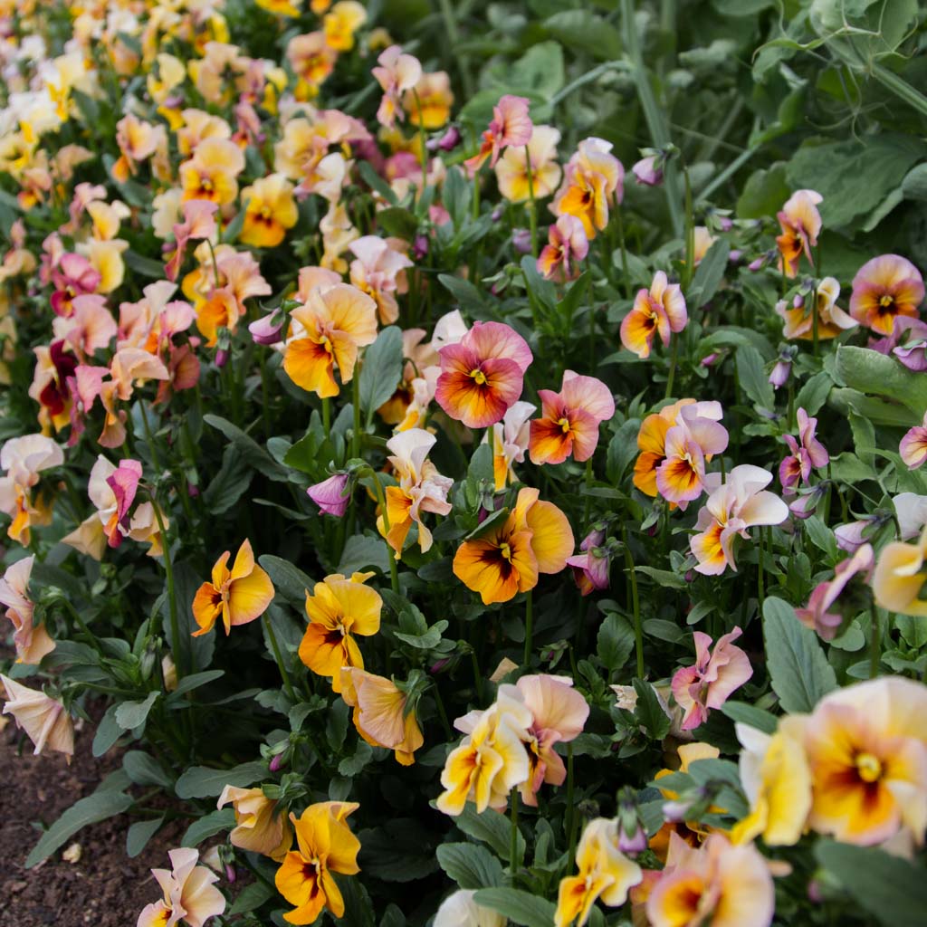 PANSY - Nature Antique Shades - PLANTS