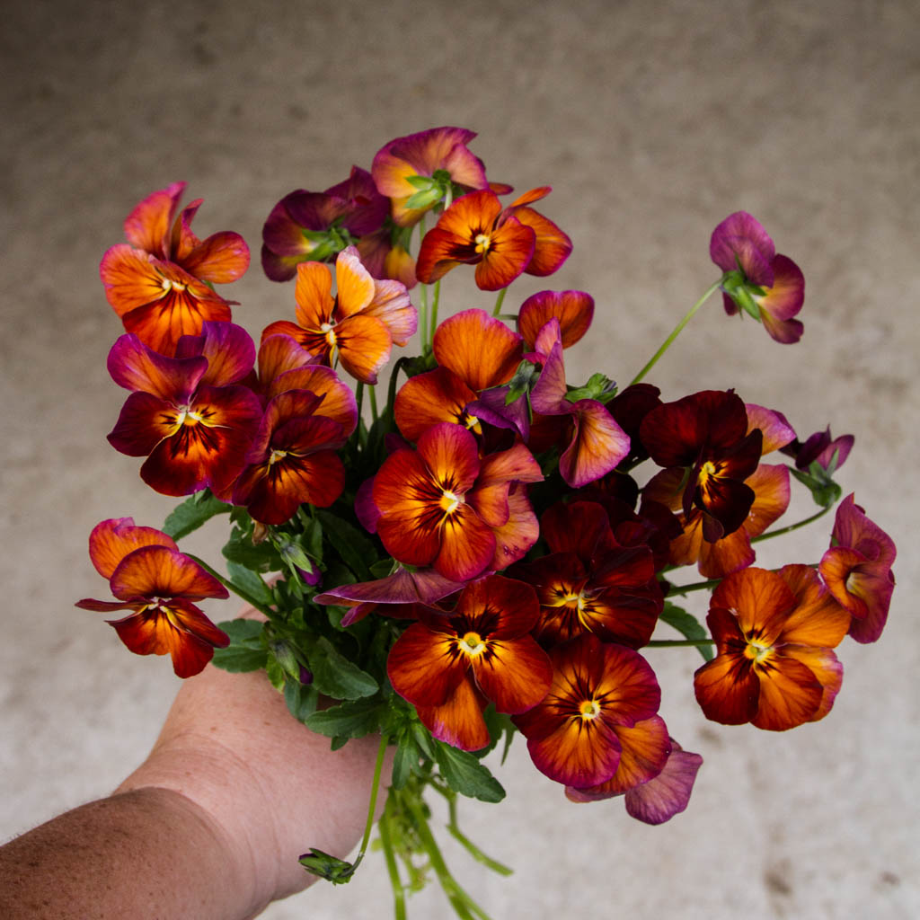 Pansy - Nature Mulberry Shades