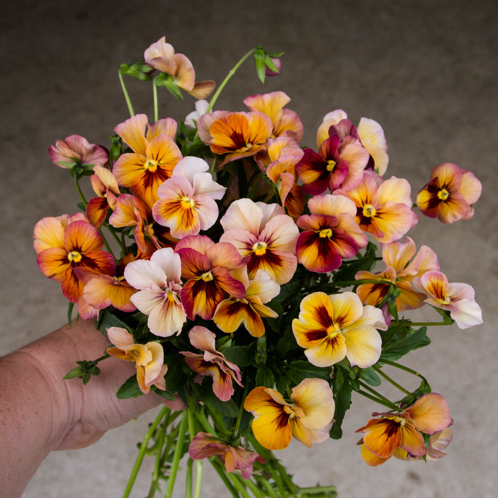 PANSY - Nature Antique Shades - PLANTS