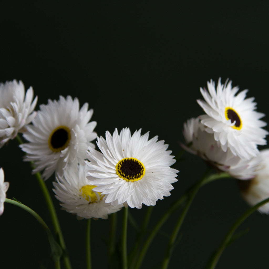 Paper Daisy - Pierrot White