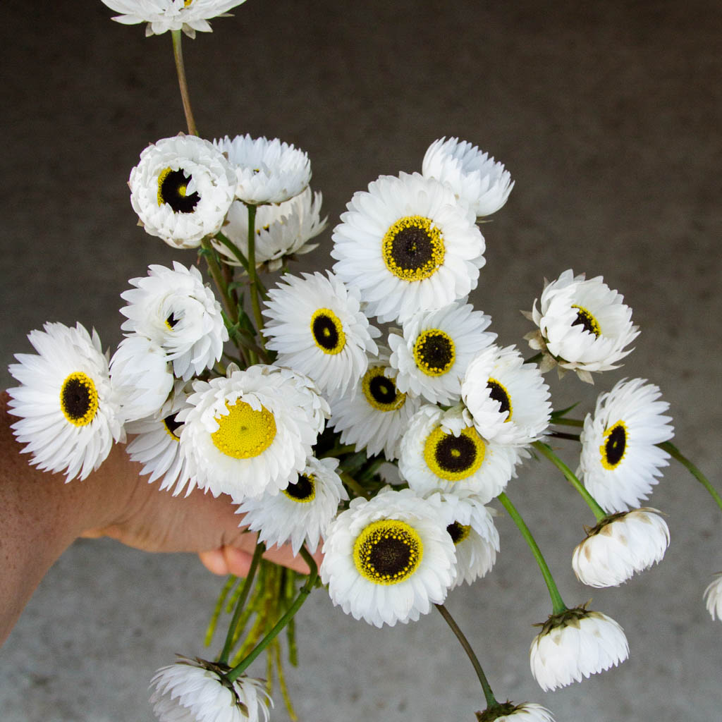 Paper Daisy - Pierrot White