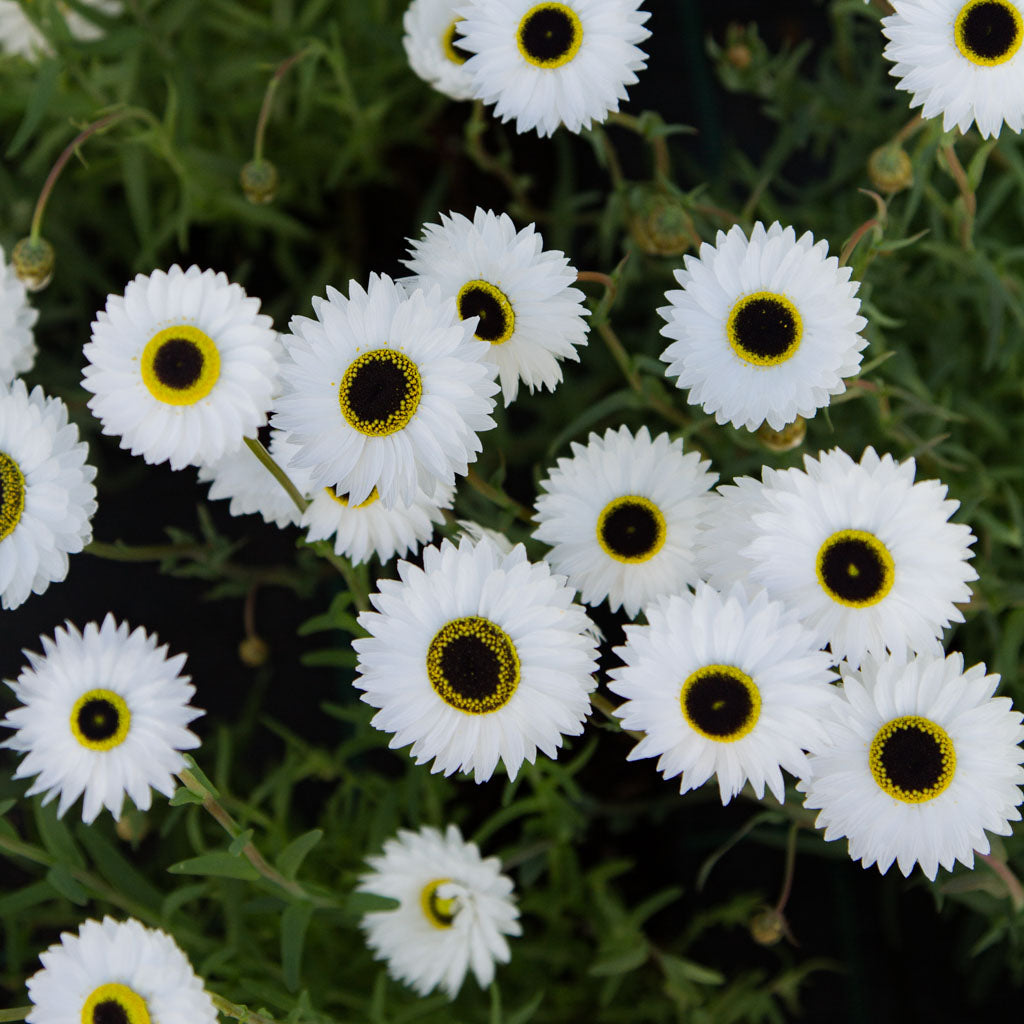 Paper Daisy - Pierrot White